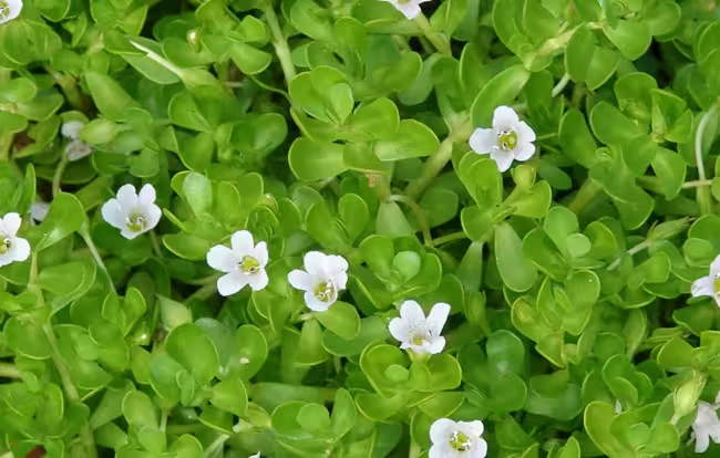 NeuroVera ingrediant