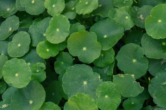 NeuroVera ingrediant