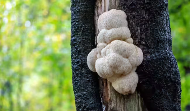 NeuroVera ingrediant